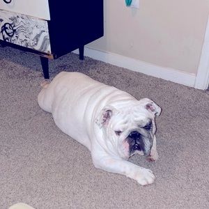 Only for attention ☺️❤️🐶